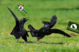 La gran guerra de los cuervos